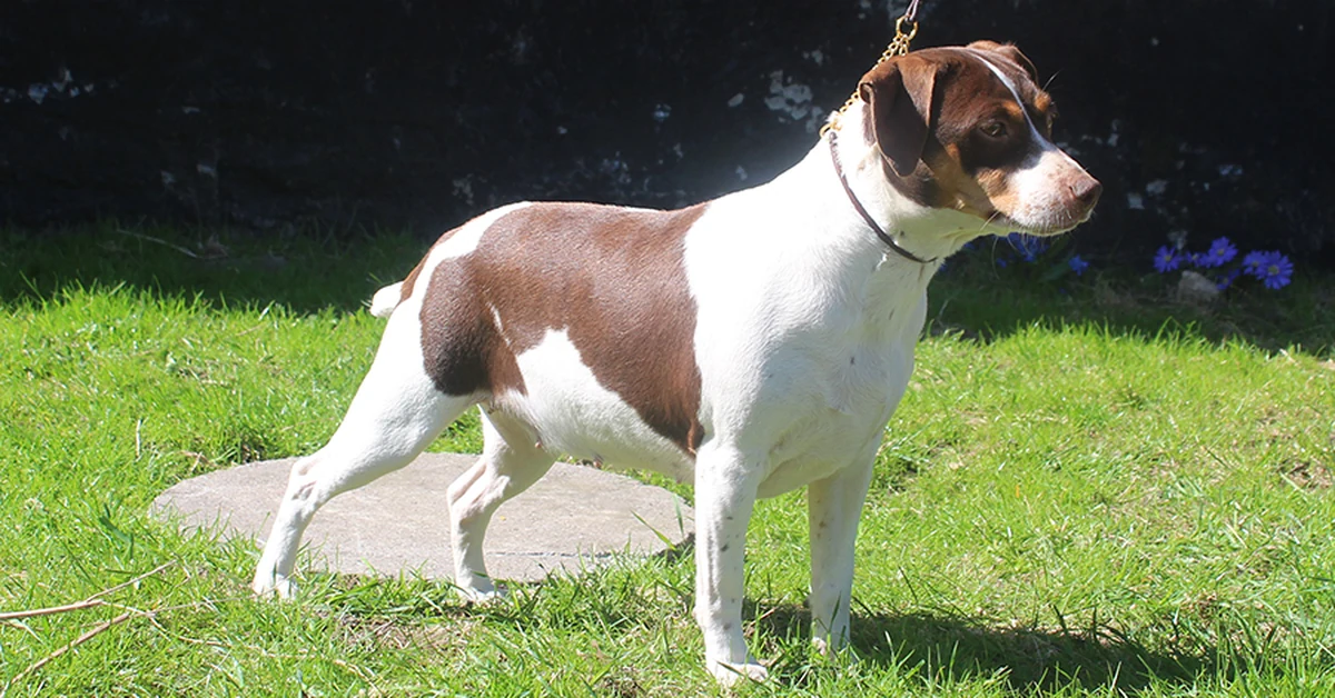 Zkrubbe’s Caltha, Dansk/Svensk Gårdhund med stumphale og trefarvet chokoladepels
